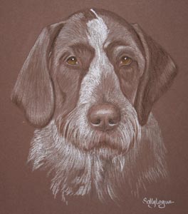 pastel portrait of rosie - german wire haired pointer