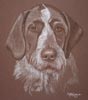 german wire haired pointer