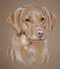 golden lab portrait - Isla