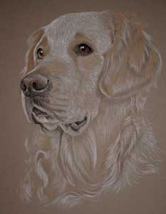 cagney - golden retriever portrait in pastel