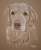 golden retriever portrait Oscar