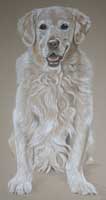 oscar - full length golden retriever portrait