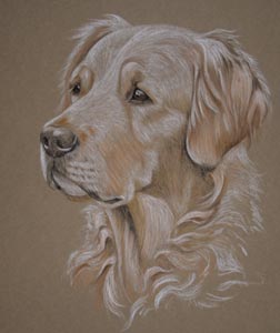 pastel portrait of golden retriever Poppy by Sally Logue