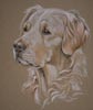 golden retriever - poppy