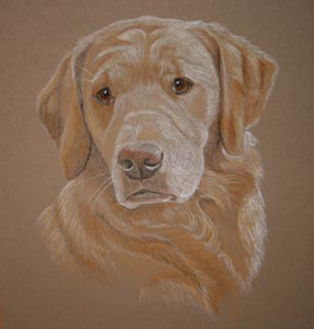 pastel portrait of Woody - golden retriever