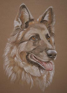 pastel portrait of german shepherd dog Molly
