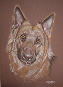 german shepher dog - Zeus's portrait