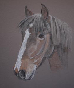 pastel portrait of horse, brakeburn biscuit by Sally Logue