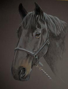 dark bay gelding - Diamonds portrait