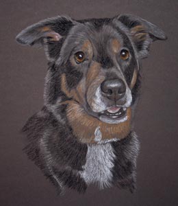 Ben's portrait - huntaway cross collie