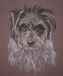 pastel portrait of deaf jack russell known as Baba Nutkins