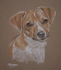 pastel portrait of Jack Russell - Jeff