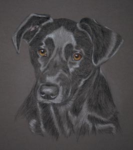 pastel portrait of black lab cross 'Max'