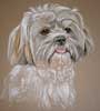 lhasa apso portrait in pastel