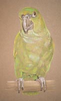 pastel portrait of green parrot - Alfie