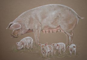 pig portrait - sow and piglets