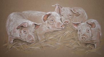 pig portrait - pigs in straw