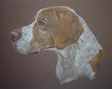 portrait of lemon and white pointer 