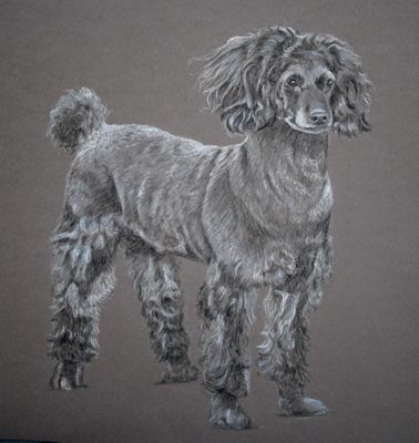 pastel portrait of black poodle - Duncan by Sally Logue