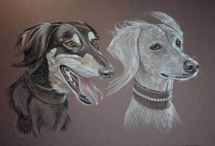 pastel portrait of two saluki's-  Sultan and Soraya