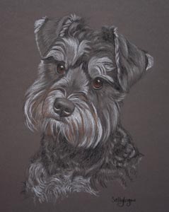 Freddy's Portrait - schnauzer portrait by Sally Logue