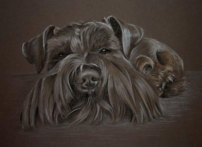 Schnauzer Portrait - Lincoln, pastel portrait by Sally Logue UK