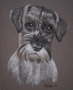 pastel portrait of tilly, schnauzer portrait