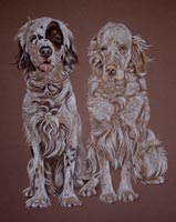 english setter portrait - Ellie and Sariah