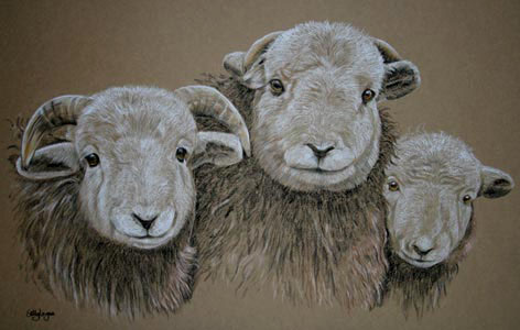 pastel drawing of herdwick sheep portrait