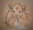 shetland sheepdog - Tansy
