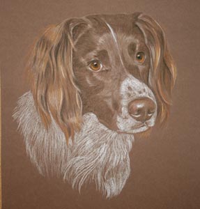 milos portrait - springer spaniel in pastel