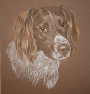 milos portrait - springer spaniel in pastel 