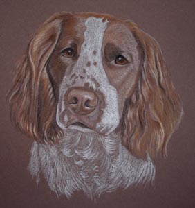 pastel portrait of Ella, springer spaniel