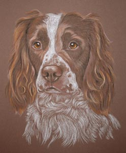 pastel portrait of springer-  Louis