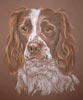 springer spaniel portrait of Louis