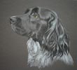 sprionger spaniel portrait - Olly