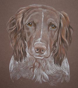 pastel portrait of Sam and Piper - springer spaniels