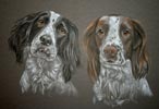 springer spaniel portrait oscar and charlie