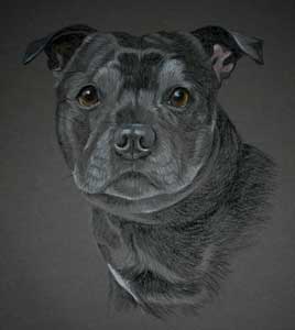 pastel portrait of Billy - staffordshire bull terrier