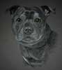 staffordshire bull terrier portrait - Billy