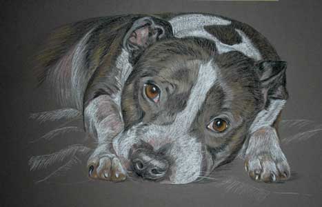 pastel portrait of brindle and white staffordshire bull terrier - Nelson