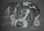 brindle and white staffordshire bull terrier portrait
