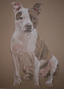 pastel portrait of staffie - Ruud's portrait by Sally Logue