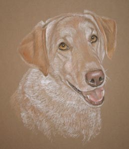 pastel portrait of yellow lab Charlie