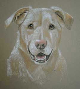 Yellow Lab - Cindy's Portrait