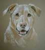 yellow lab portrait of Cindy