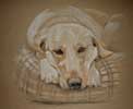 yellow Lab in basket - Nippy