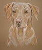 yellow lab - Lucy
