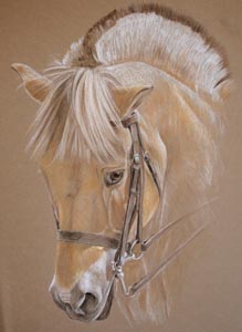 norwegian Fjord Horse - Munkhavens Calle