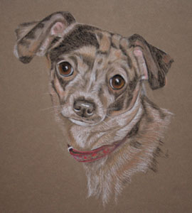 jack russell cross - Milly's portrait